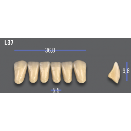 DENTI MFT (VITA®) ANTERIORI L37