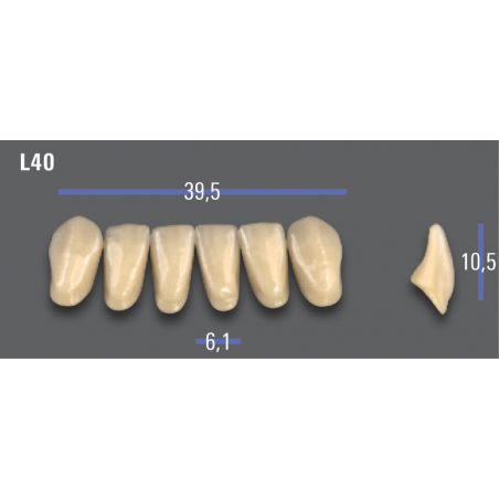 DENTI MFT (VITA®) ANTERIORI L40