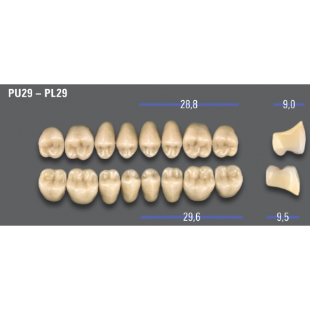 DENTI MFT (VITA®) POSTERIORI PL29
