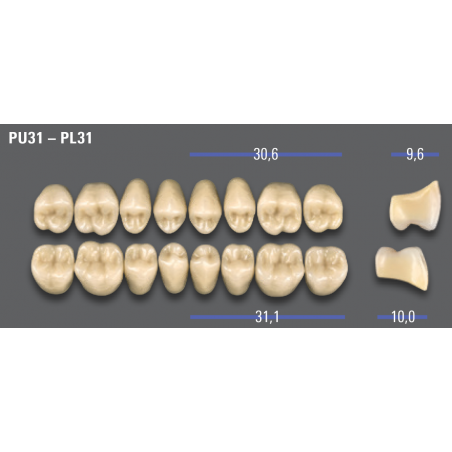 DENTI MFT (VITA®) POSTERIORI PU31