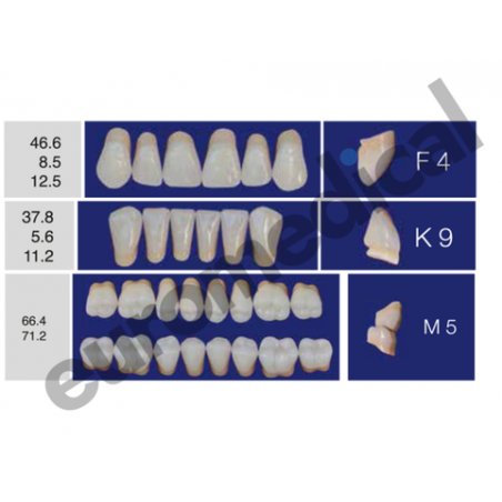 DENTI ERAY DELUXE "F4" 3 STRATI (bocca completa)